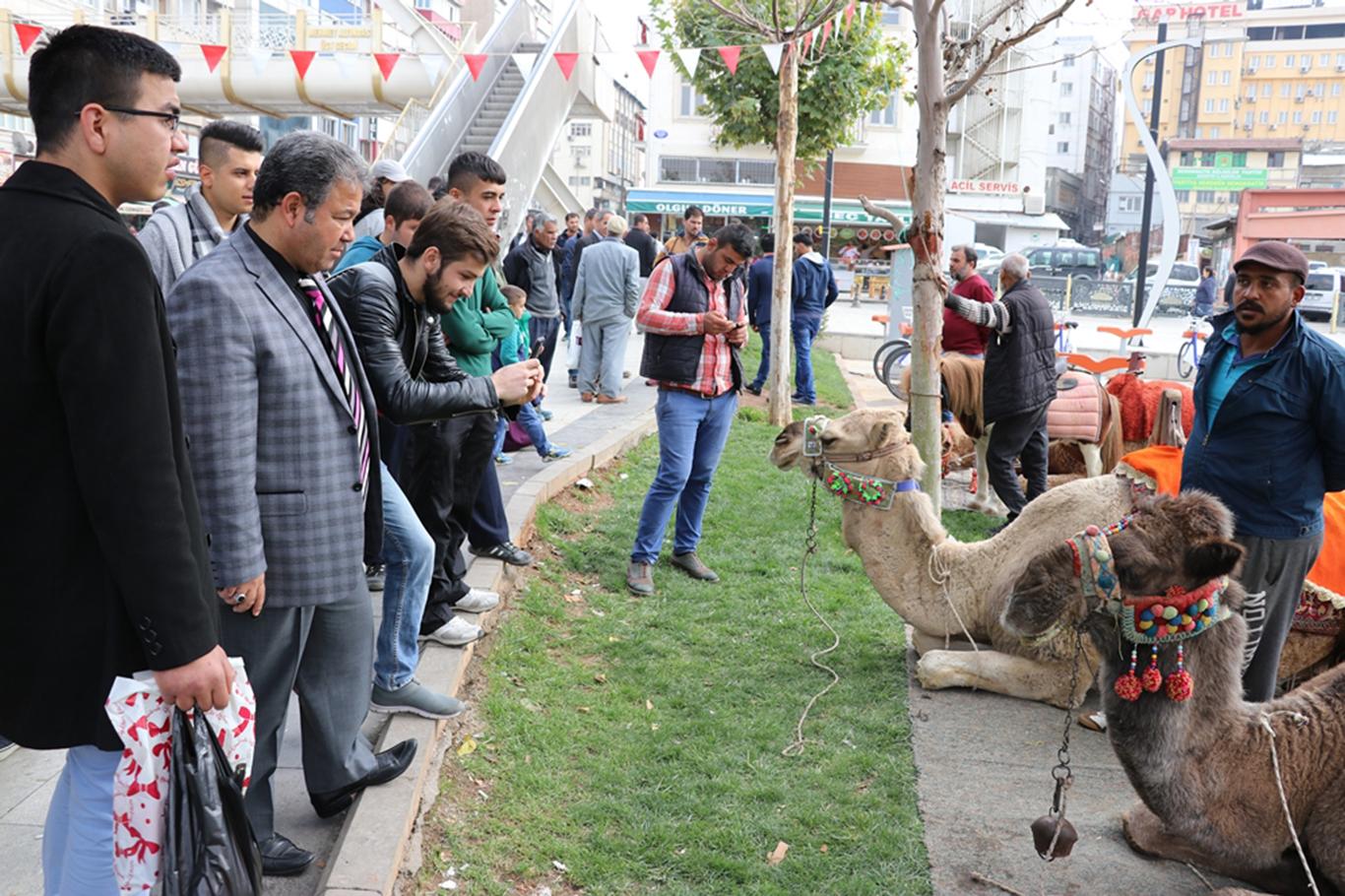 Şehir merkezine getirilen develer ilgi odağı oldu